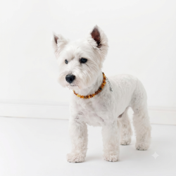 Hundehalsb�nder 25 - 30 cm 