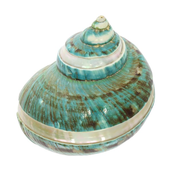 Smuk Poleng konkylie