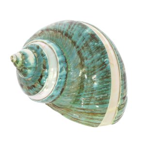 Sch�ne Poleng Muschel