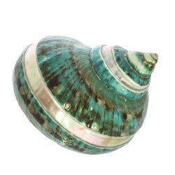 Smuk Poleng konkylie