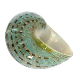 Smuk Poleng konkylie