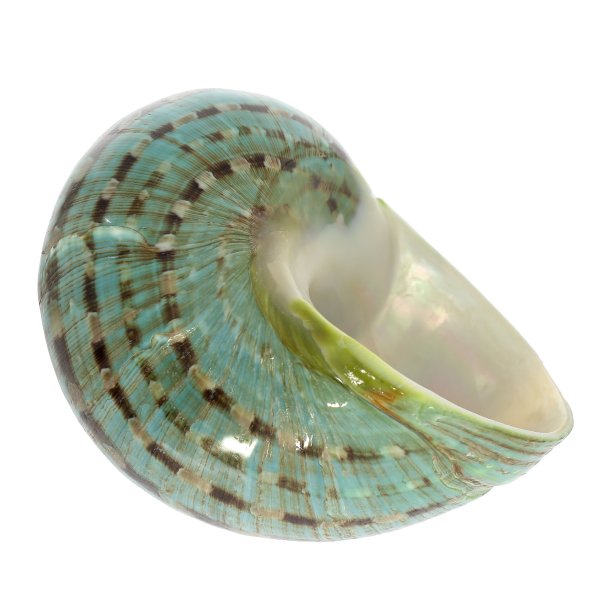 Smuk Poleng konkylie