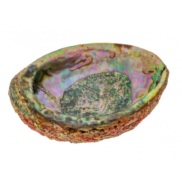 Abalone muslinge skallen