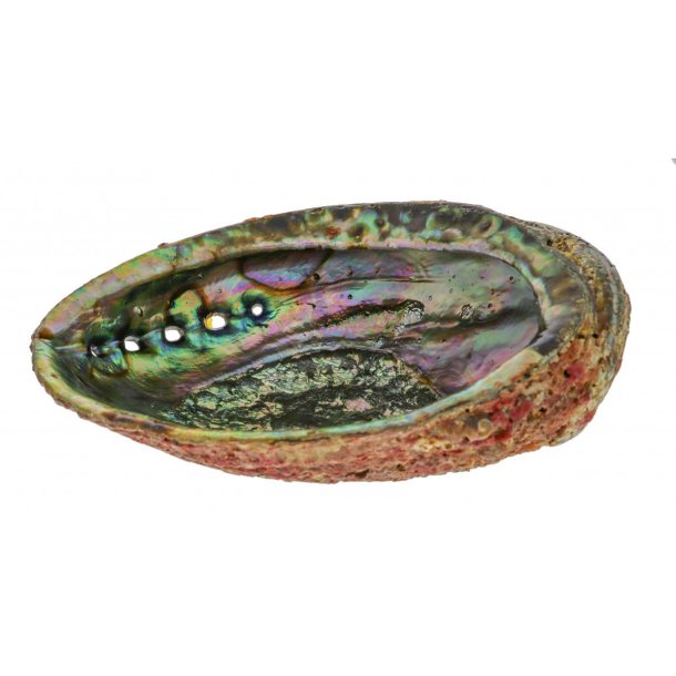 Abalone-Muschelschale