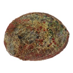 Abalone-Muschelschale