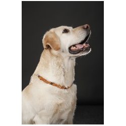 Hundehalskder af rav mod flter med metalls - ca. 42-48 cm