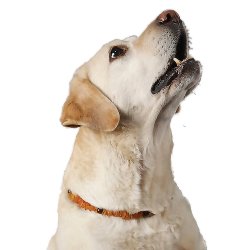 Hundehalskder af rav mod flter med metalls - ca. 42-48 cm