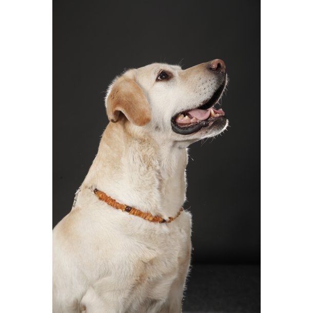 Hundehalsbnd / Dog Collars 35-38cm