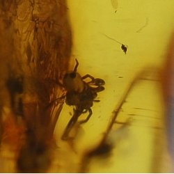  Bernstein mit Insekt