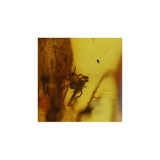  Bernstein mit Insekt