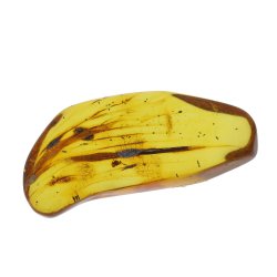  Bernstein mit Insekt