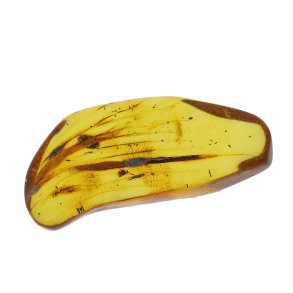  Bernstein mit Insekt