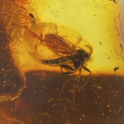 Bernstein mit Insekt