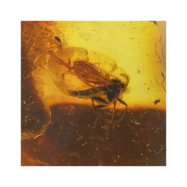 Bernstein mit Insekt