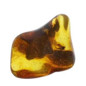 Bernstein mit Insekt