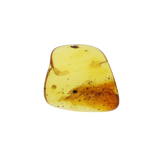 Rav med insekter / Amber with insects 0015